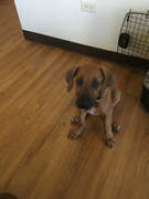 Rocco the Rhodesian Ridgeback 17