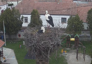 Kép