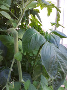 [Image: More-hidden-bell-peppers.jpg]