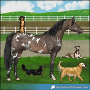 Dogs: Longhaired Dachshund, Longhaired Dachshund 2, Greyhound, Golden Retriever