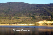 [Image: GOOSE-PARADE.jpg]