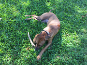 Rocco the Rhodesian Ridgeback 42