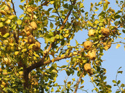 800px-Balanites-aegyptiaca-fruits-Gir-AJ