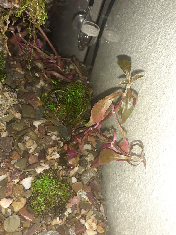 HemianthusCalitrichoidesVertfoncee