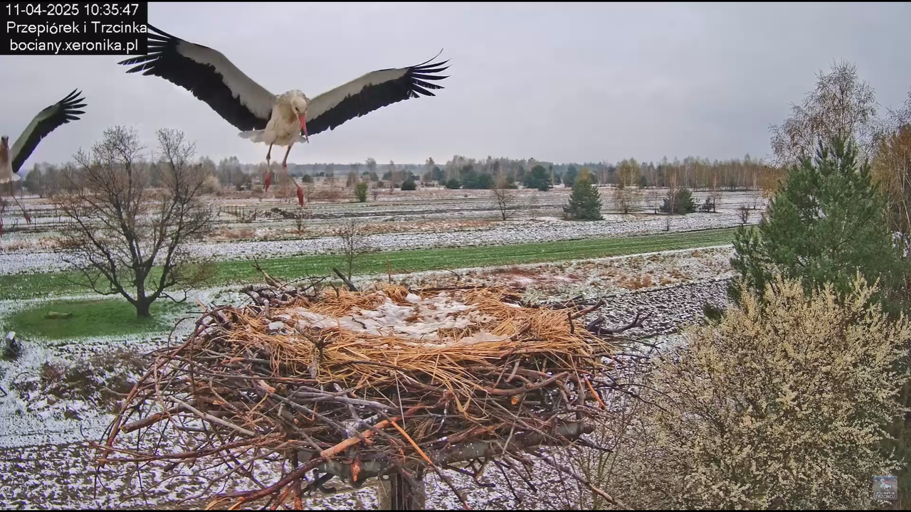 11042025bociany