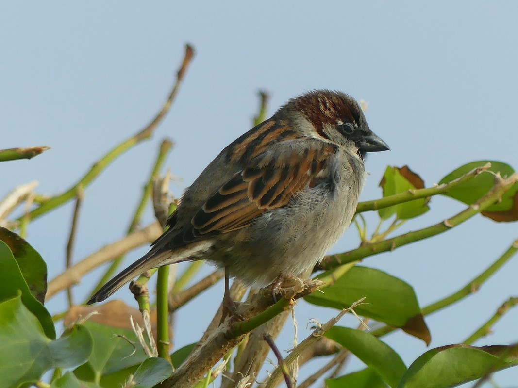 SPARROW 4