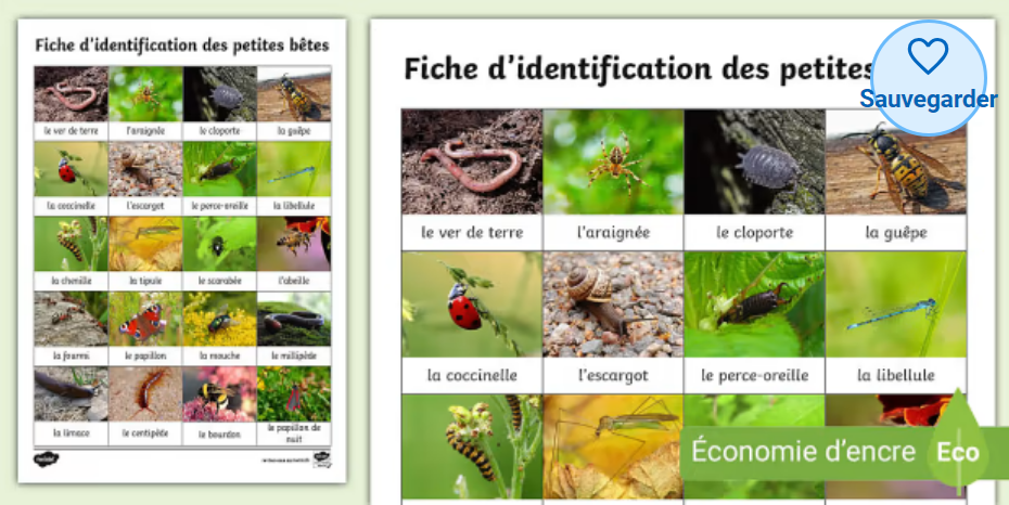 Les Insectes Sciences Twinkl