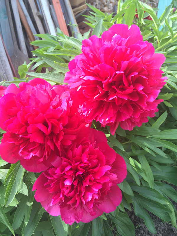 1C77D4E7-D428-40C2-A083-9D49F5CFA14A