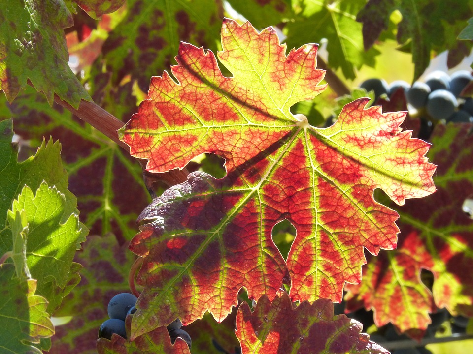 Красные листья герани признак заболевания или естественное явление