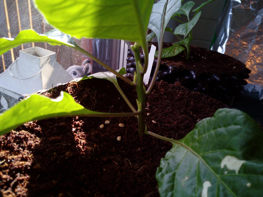 IMG_20180415_171729[1]