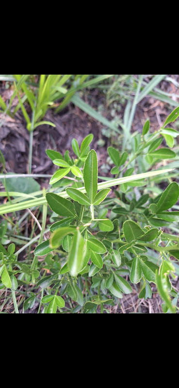 leaves 3