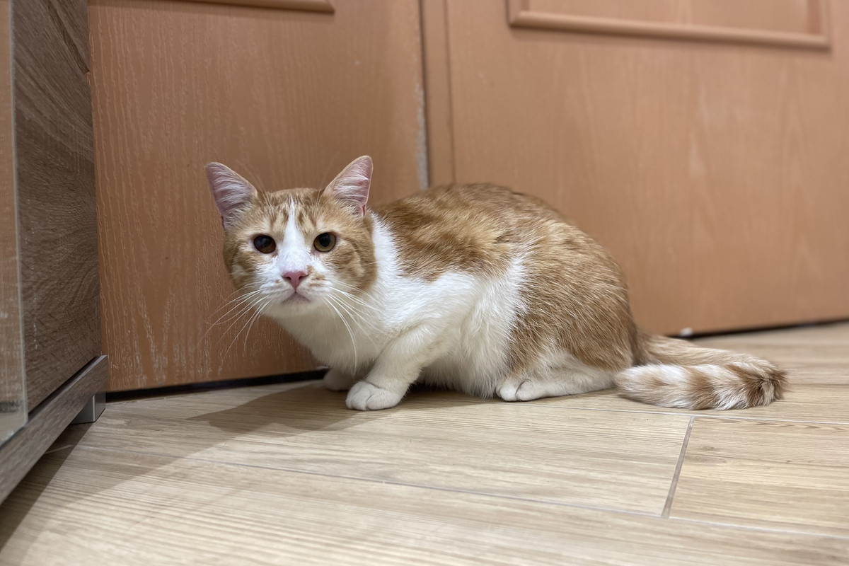 IMG_E1247 копия