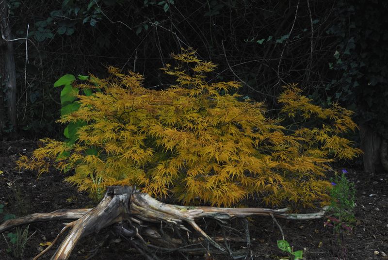 2013-10-09 Gehölze3