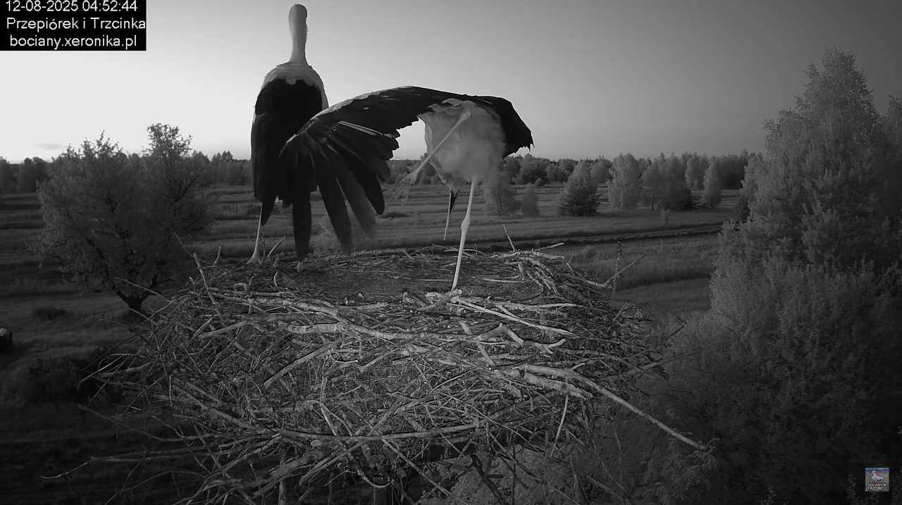 12082025bociany2
