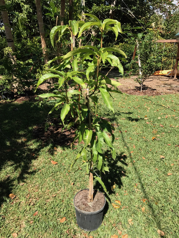 Coconut Cream Mango 2 2017