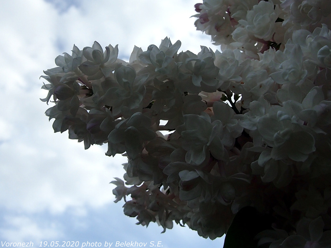 Воронеж, весна, макро, цветы Воронеж, весна, макро, цветы