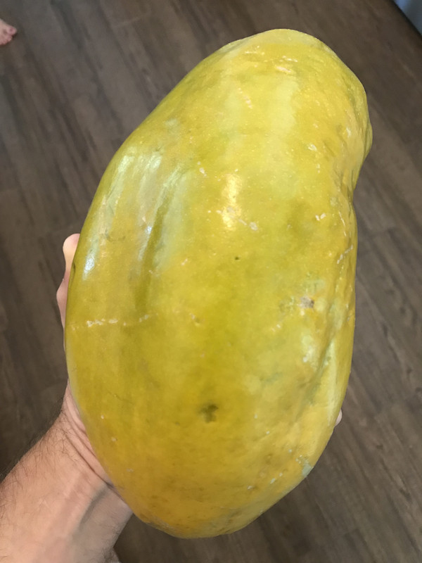 GiantGrenadilla62019