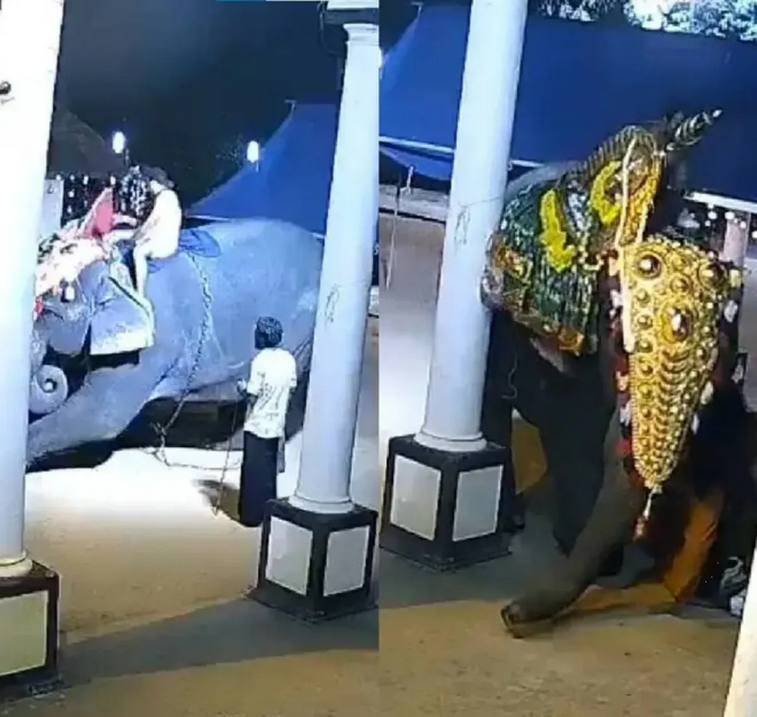 Tragedia en festival de India: Elefante aplasta a hombre durante show (VIDEO)