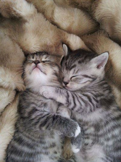 Cuddling-Kittens.jpg