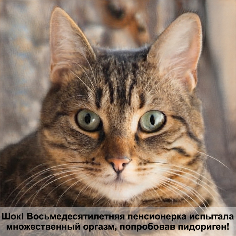 ориентальная кошка шерсть линяет