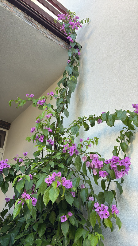 55002D5A-C10E-41F7-BE00-4A76E03286EE