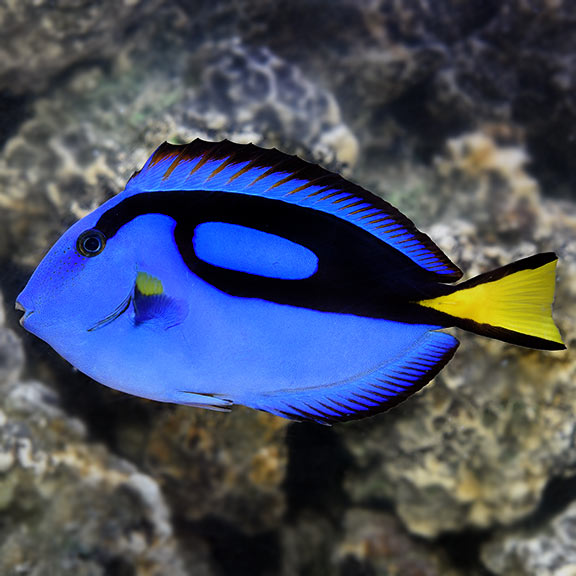 lg-73746-Blue-Tang.jpg