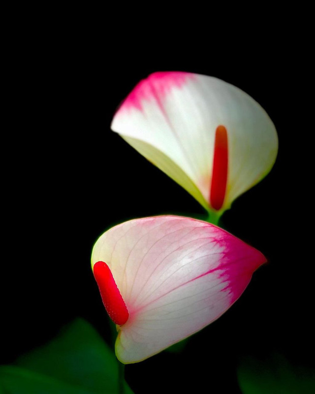 IMG 20260410 082250 009