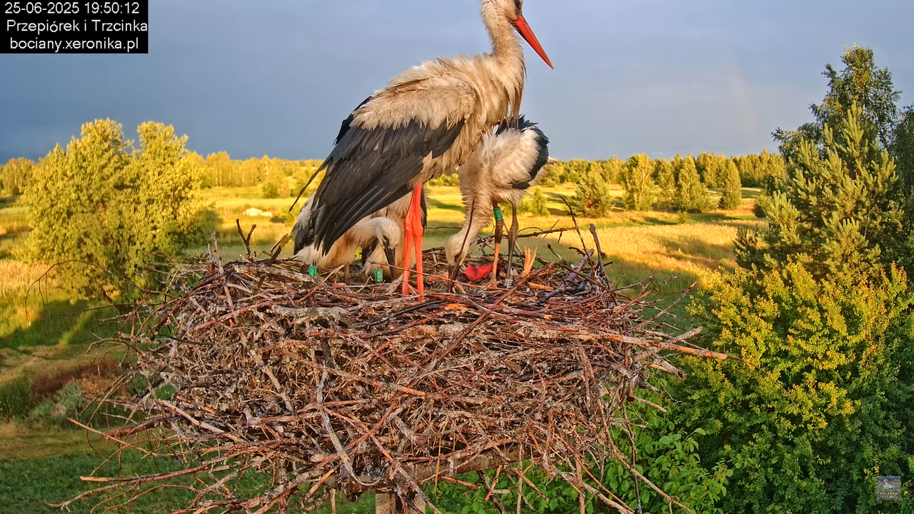 25062025bociany45