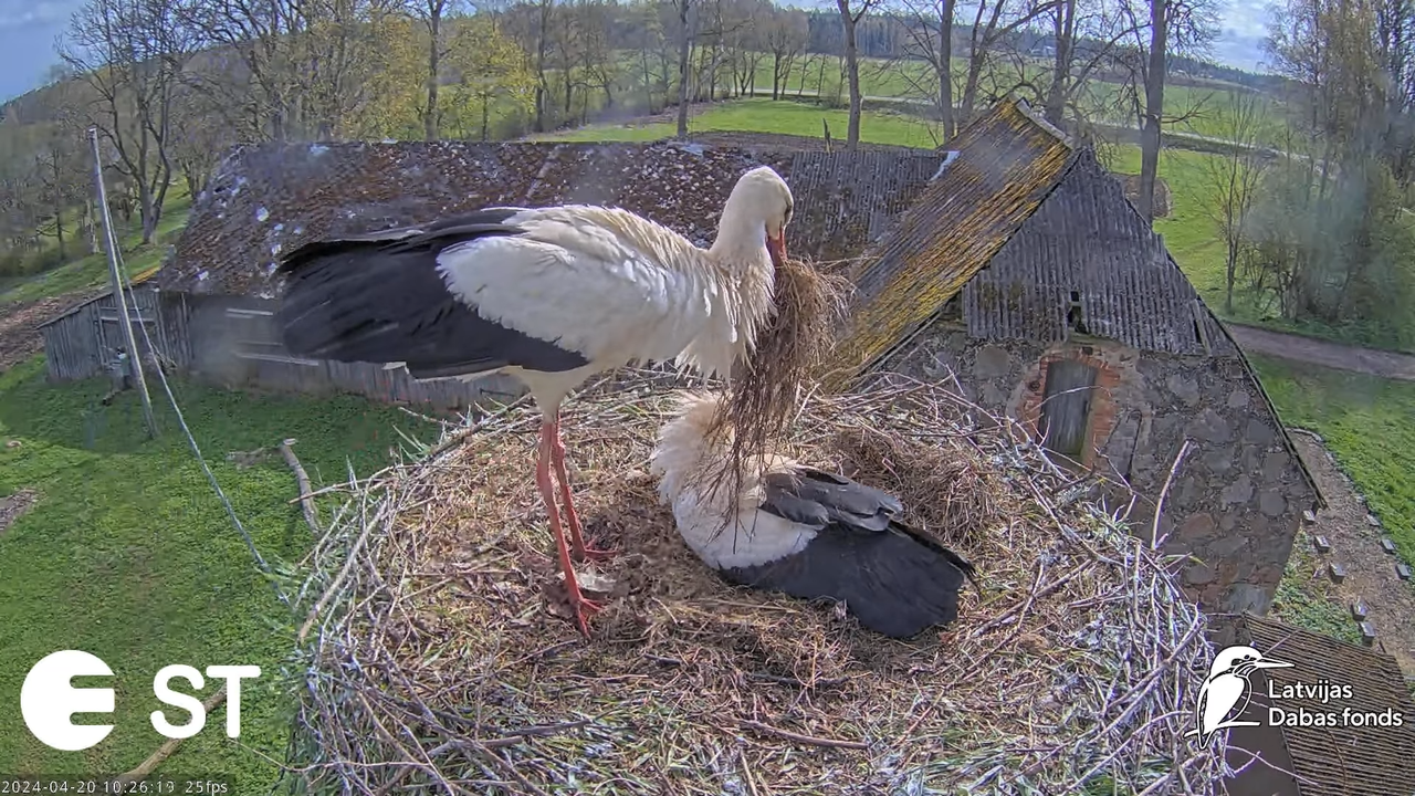Baltie stārķi (Ciconia ciconia) Tukuma novadā - LDF tiešraide __ White storks in Tukums, Latvia 14-5