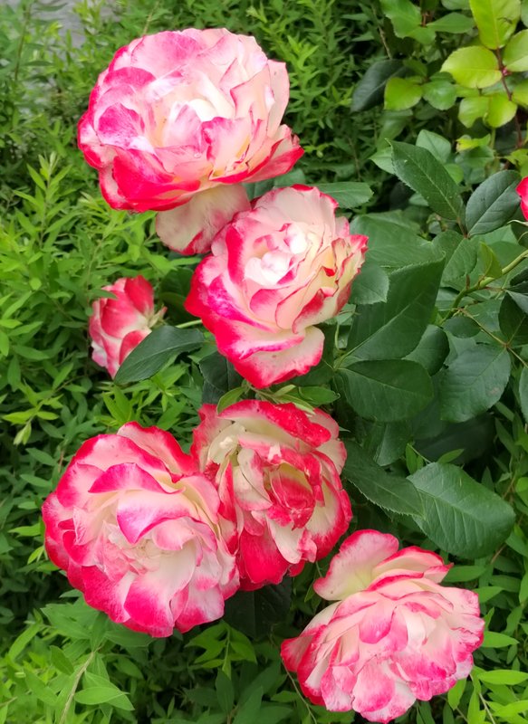 https://i.postimg.cc/v87m9h1W/11-IMG-20250706-144802.jpg