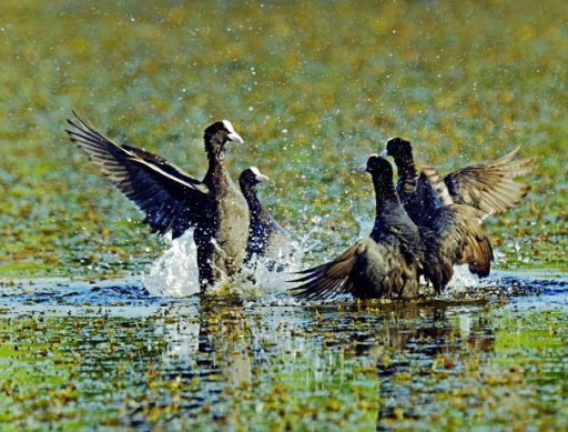 phoca_thumb_l_vacaresti 7