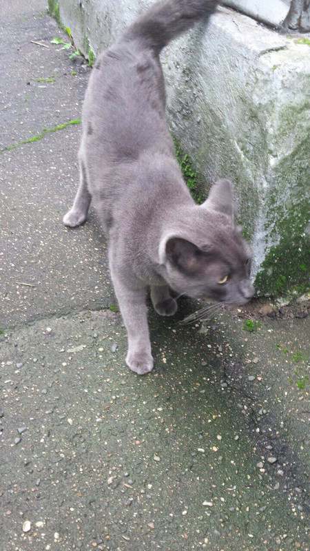 КотСерыйЛена (5)