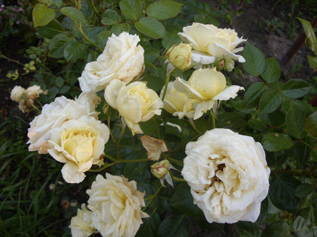 SDC10567