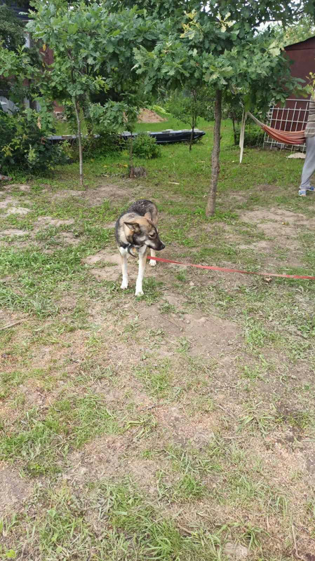 Mishanya Volynshchikov