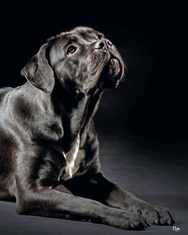 QuattroZampe Ott 2023 (2)