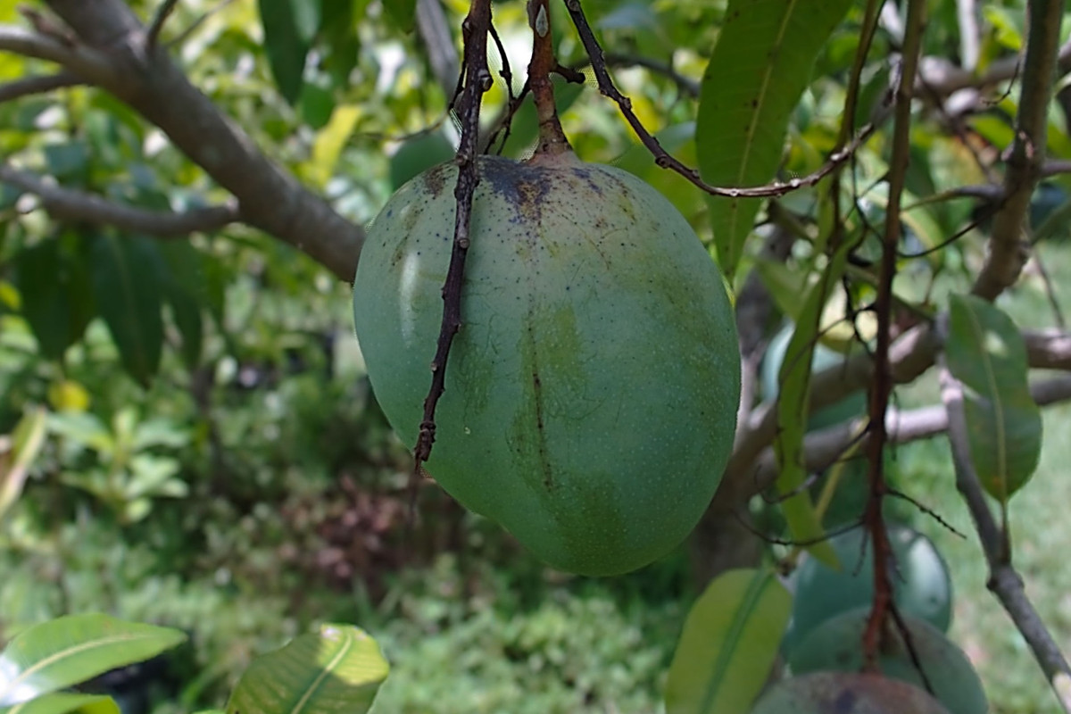 mango99