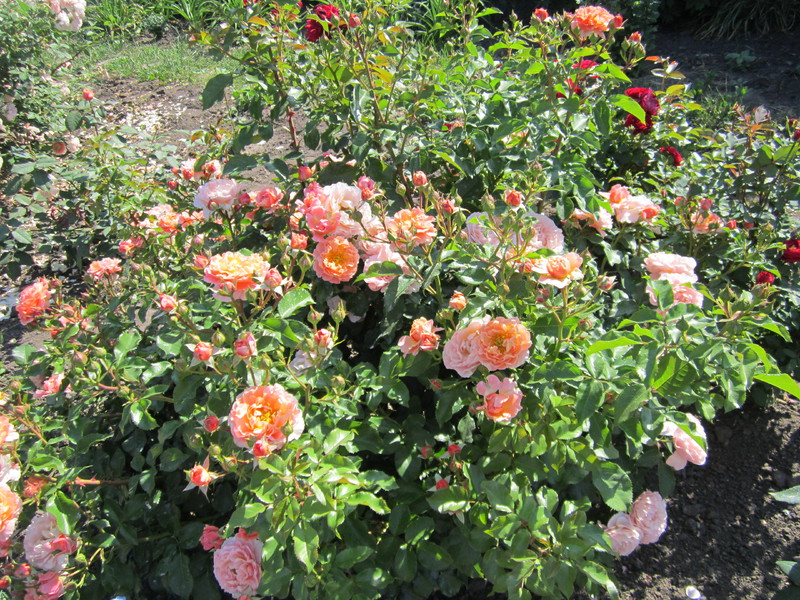 IMG_1823[1]