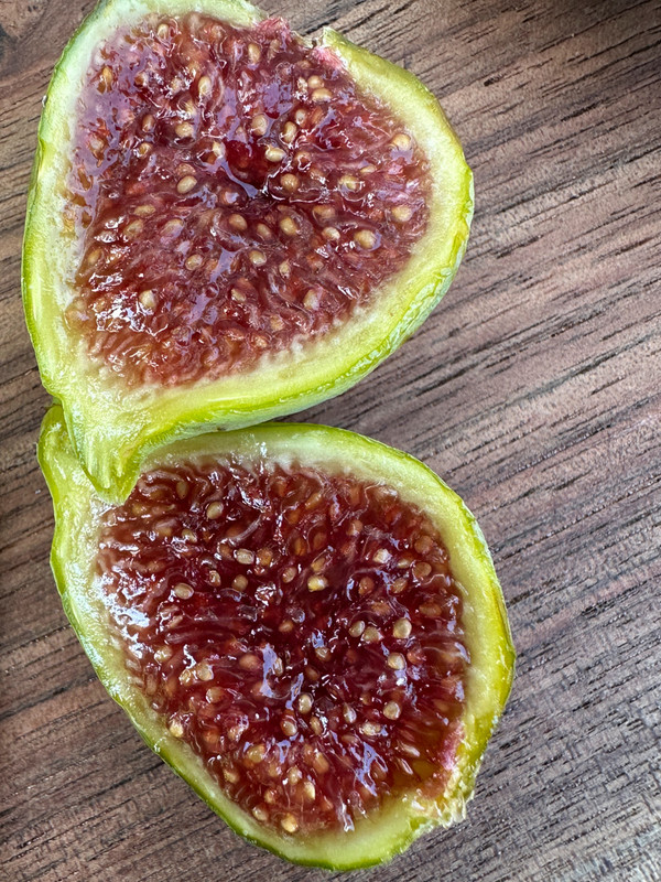 figs-54.jpg