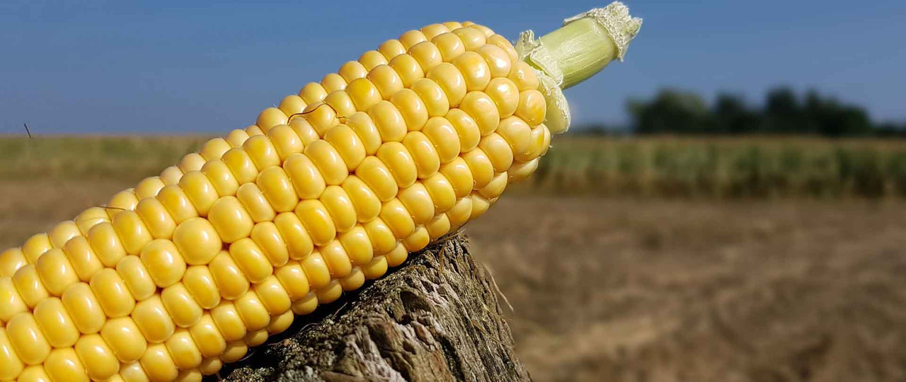 La nascita della potestà sanzionatoria della Comunità Europea: la Corte di Giustizia ed il caso del mais greco