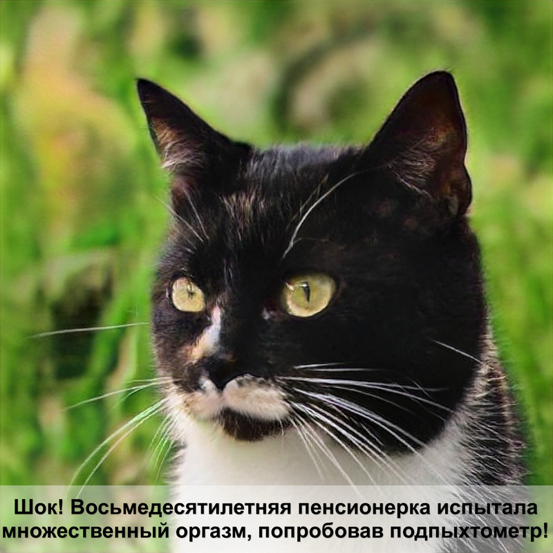 шотландская кошка окрас черепаха