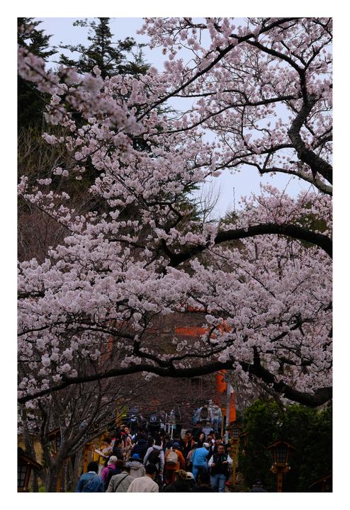 More cherry blossoms