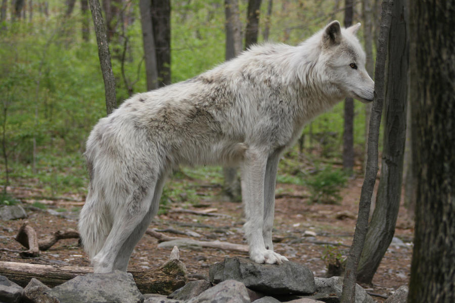 wolf-11-by-ma8201-d3gg9kg-fullview.jpg