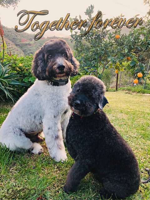 Dogs-stan-Digs-orange-grove-HD.jpg