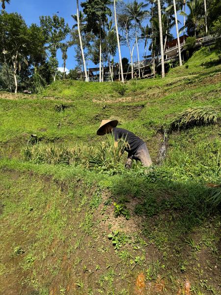 6 Aviones, 3 barcos y 2 trenes, empezando en Estambul y terminando Kuala Lump - Blogs de Indonesia - TERCERA PARADA: BALI (40)