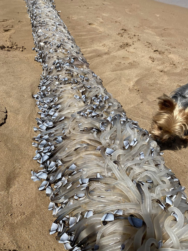 Tentakelwesen mit Muscheln am Strand