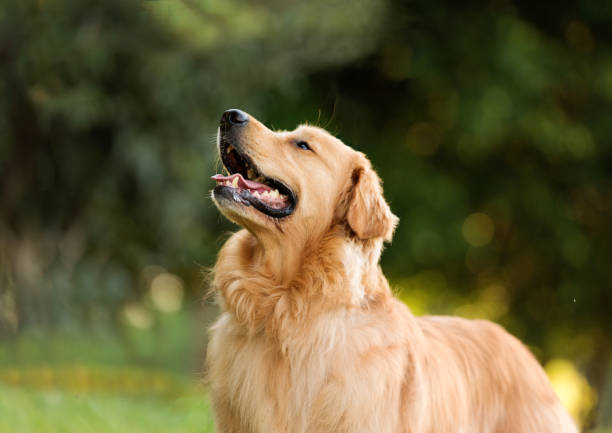 Labrador Retriever Dog Puppy