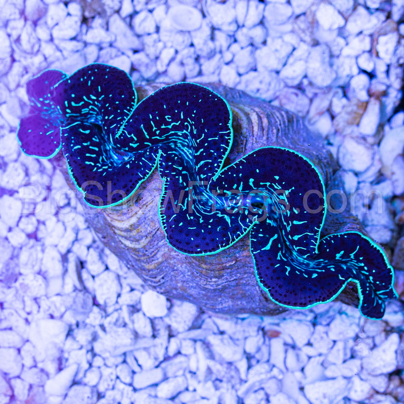 UltraTahitiMaximaClam5to6Inch2-1-472629__59732.1608873955