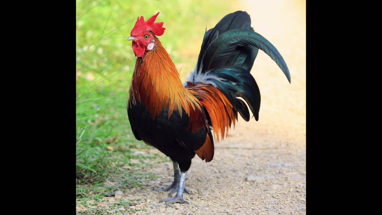 rooster.jpg