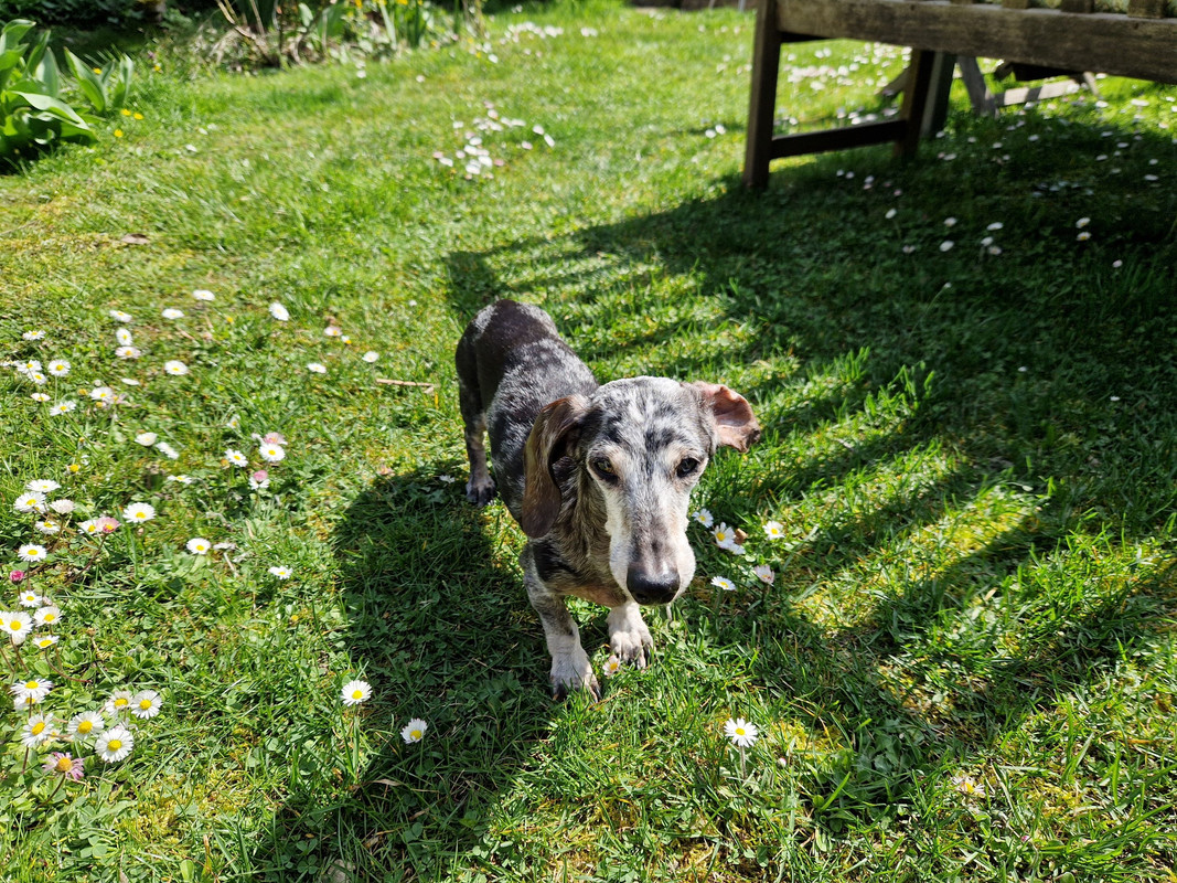 [Image: Pilou-coucou.jpg]