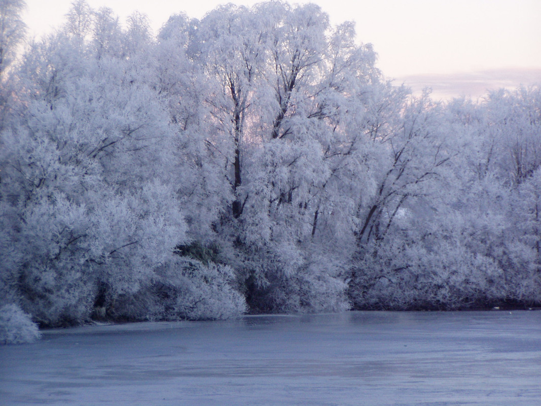 frozen-trees.jpg